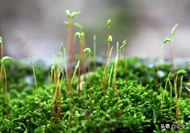 苔藓的种类有哪些?常见的10种苔藓植物