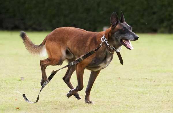 德牧犬和马犬哪个厉害?牧羊犬和马犬哪个好