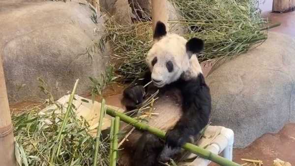 孟菲斯动物园为丫丫举行送别活动,丫丫动物告别会