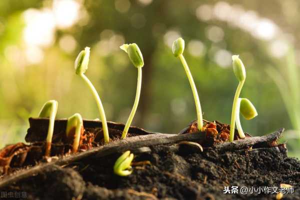 二年级种子传播仿写,二年级课文植物妈妈有办法