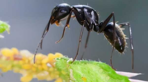 蚂蚁放进微波炉里加热会死吗?蚂蚁怎么能彻底消灭