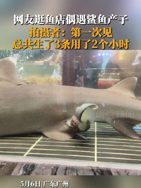 鲨鱼产卵视频!网友惊喜偶遇鲨鱼产子过程