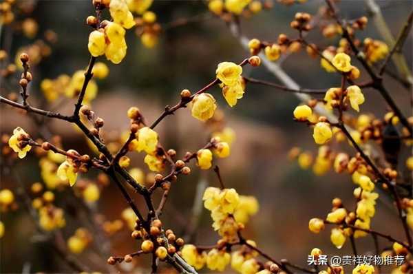 冬天开什么花（冬天十种最美的花）