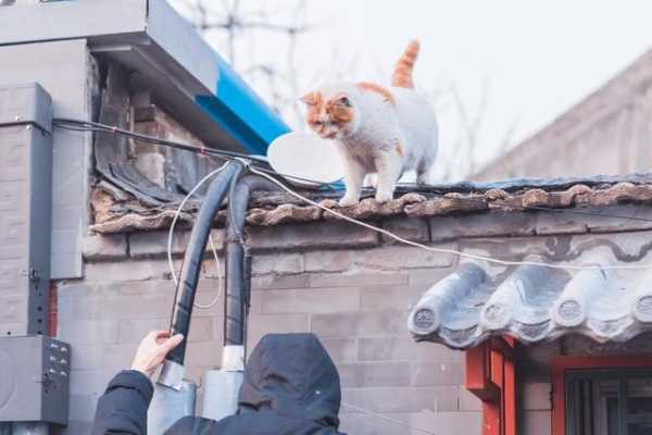 猫走丢一般会去哪里?猫丢了10天还会在附近吗