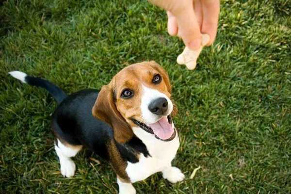 田园犬怎么训练大小便?中华田园犬训练方法大全