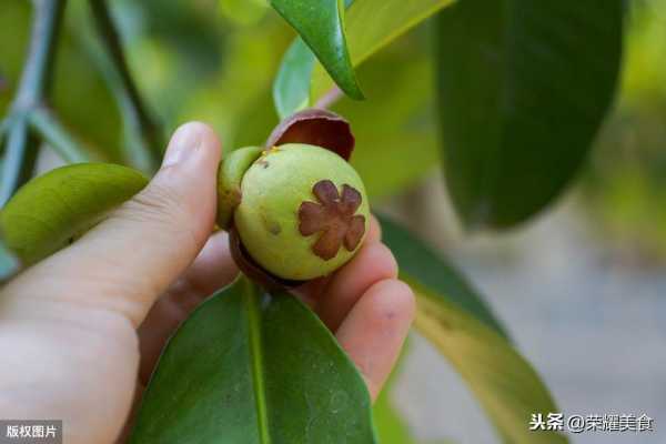 山竹是什么季节的水果?几月份开花结果