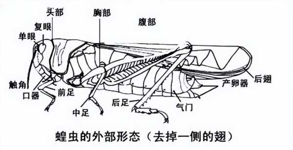 蜘蛛属于什么类动物（蜘蛛是昆虫吗）