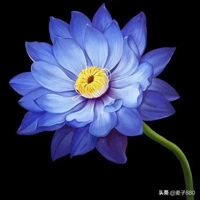 蓝莲花代表哪三种女人?骂人蓝莲花是什么意思