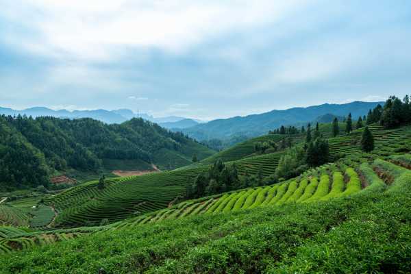 岩茶属于什么茶?为什么喝岩茶看不起别的茶