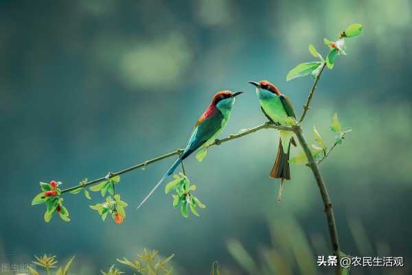 鸟屎掉身上是福是祸?鸟屎掉身上有什么预兆