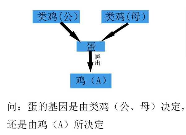 先有鸡后有蛋?先有鸡先有蛋最佳答案