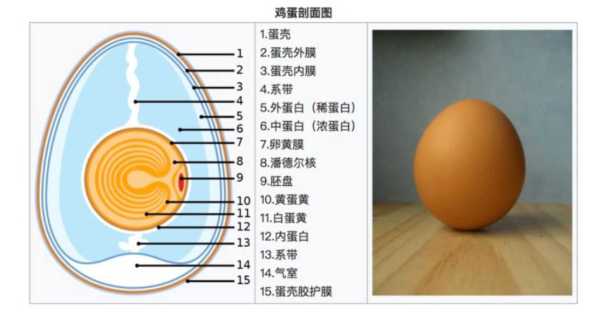 先有鸡后有蛋?先有鸡先有蛋最佳答案