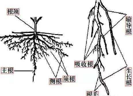 猕猴桃属于哪类水果?是浆果还是核果