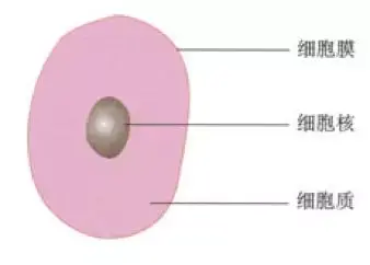 什么是生物?生物具有哪些共同的特征