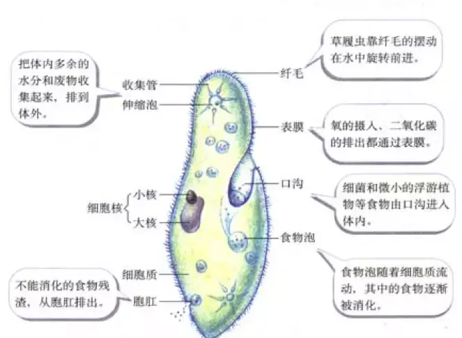 什么是生物?生物具有哪些共同的特征