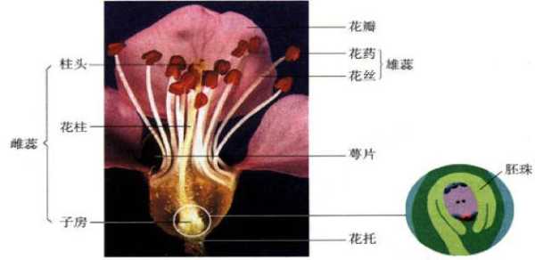 什么是生物?生物具有哪些共同的特征