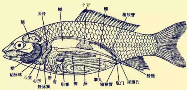 为什么都说鱼没有心跳?鱼有没有心脏