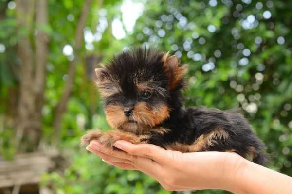 养茶杯犬的人都后悔了,为什么不建议养茶杯型泰迪犬