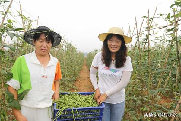 豇豆怎么种植容易发芽?豇豆种植技术