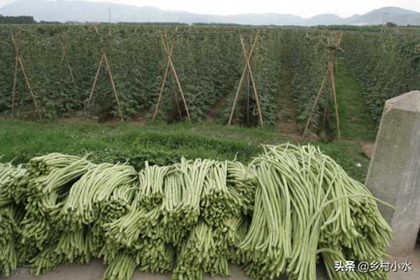 豇豆怎么种植容易发芽?豇豆种植技术