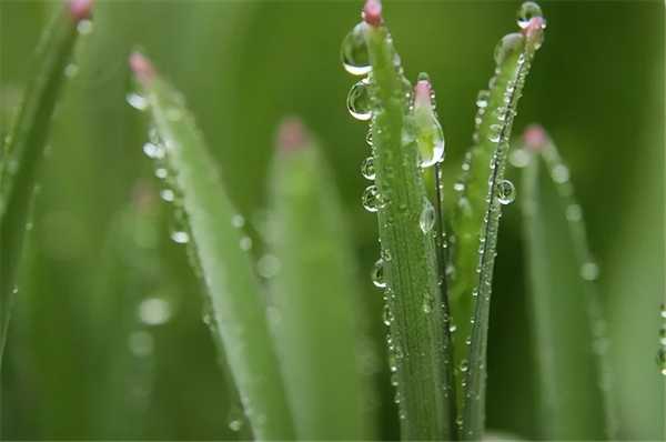 白露节气在哪个季节?关于二十四节气白露的诗