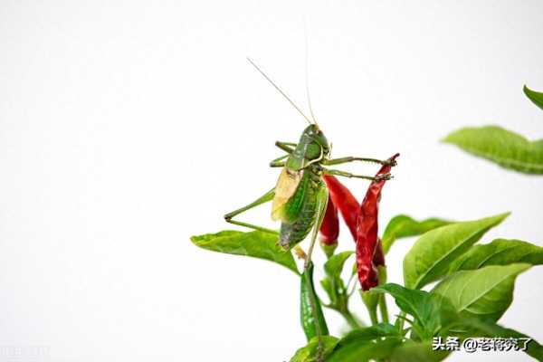 几月份买蝈蝈最好（蝈蝈能活几年）