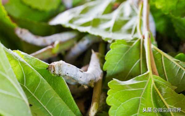 蚕吃错叶子会死吗（家里养蚕的危害）