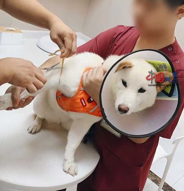 柴犬误食70粒布洛芬主人花5千救回