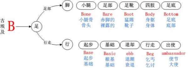 bra是啥意思呀（brat字母圈属性）