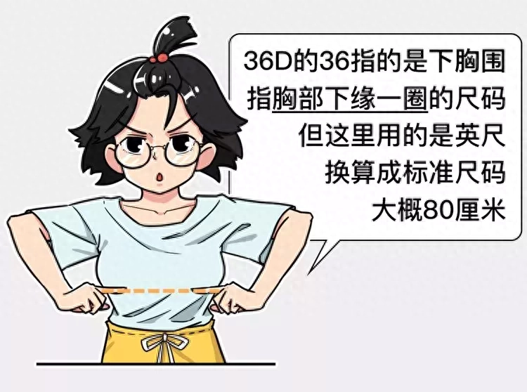 36d胸围是多大（比d还大的胸围）