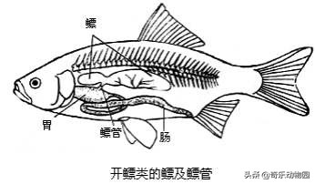 最小的鲸是什么鲸?体型最小的鲸鱼