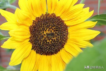 向日葵花适合送什么人?向日葵的花语