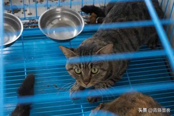 猫肉按每斤4块5充当猪羊肉!揭秘黑色产业链