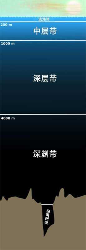 鬼鲨鱼是什么样子的?鬼鲨鱼长什么样