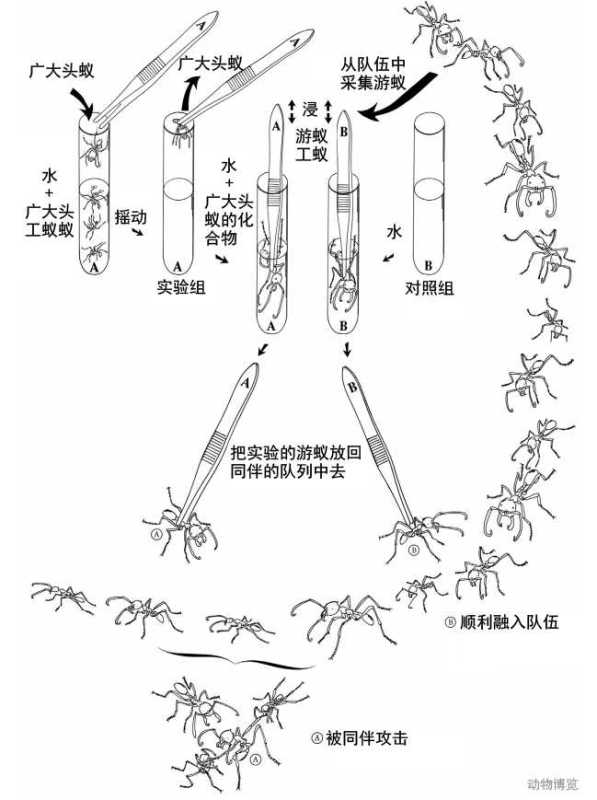 行军蚁的天敌是谁?行军蚁的对手是谁