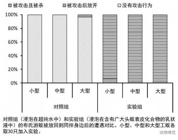 行军蚁的天敌是谁?行军蚁的对手是谁