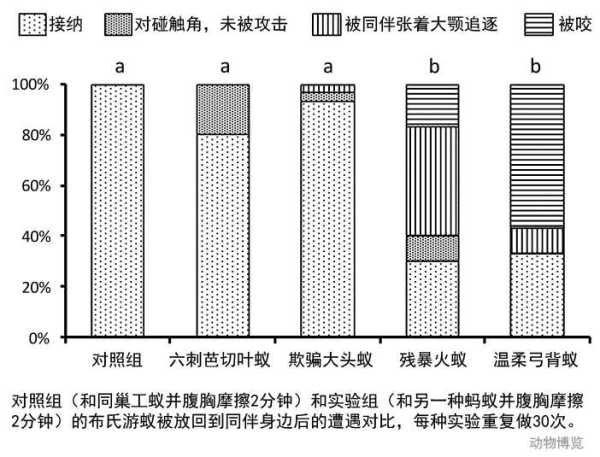 行军蚁的天敌是谁?行军蚁的对手是谁