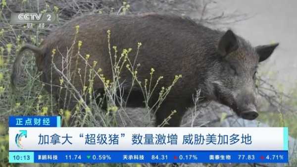 加拿大“超级猪”数量激增!多地不堪其扰