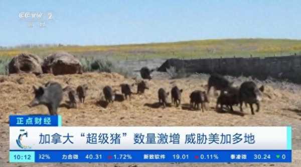 加拿大“超级猪”数量激增!多地不堪其扰