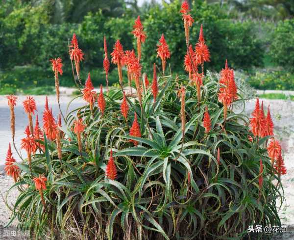 芦荟开花是什么兆头?的寓意和象征风水