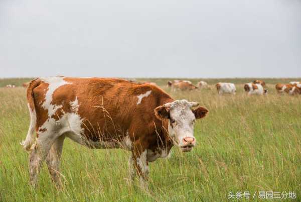 湖内之牛是什么意思?过往之猪是什么意思