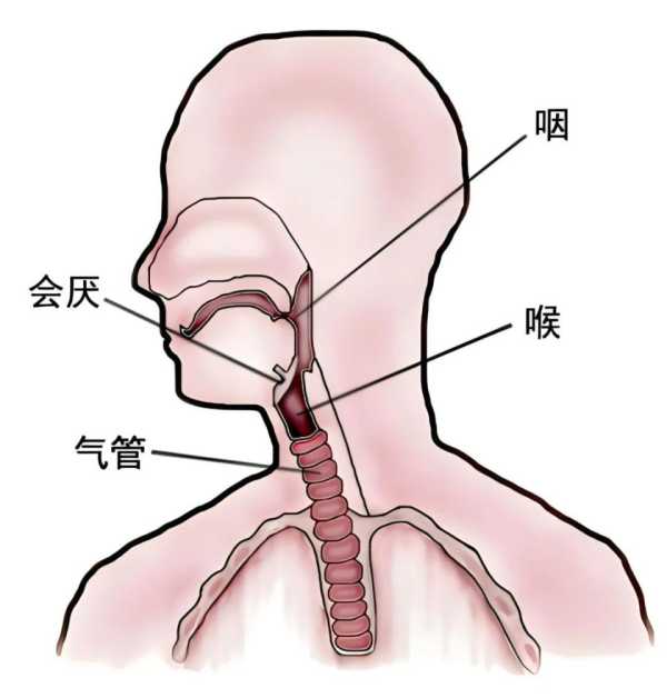 近期高发的嗓子疼可能是这种急症