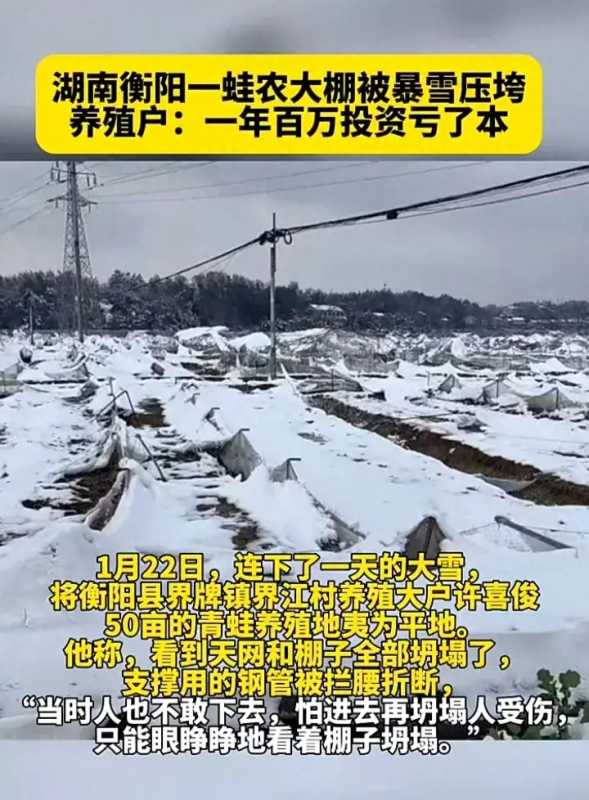 8万只鸡因积雪压塌大棚被埋