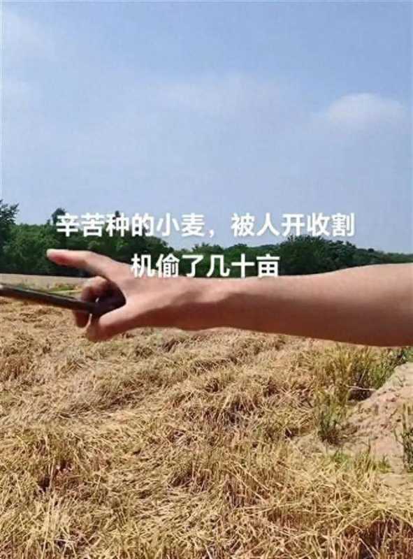 几十亩小麦被人开收割机偷了