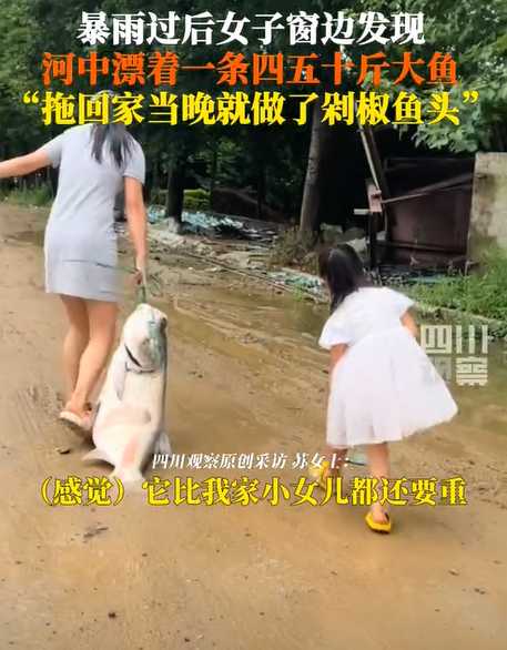 暴雨后女子捡回40斤重大鱼