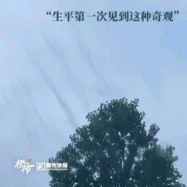 西湖边的树冒黑烟是蚊子在交配